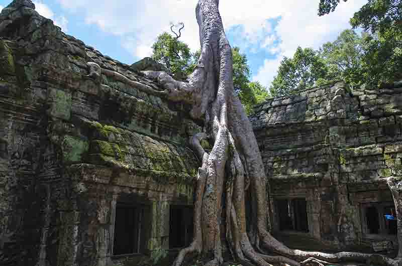 85 - Camboya - Angkor - templo de Ta Prohm